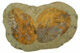 Two Large Cambropallas Trilobites With Pos/Neg #253569-1